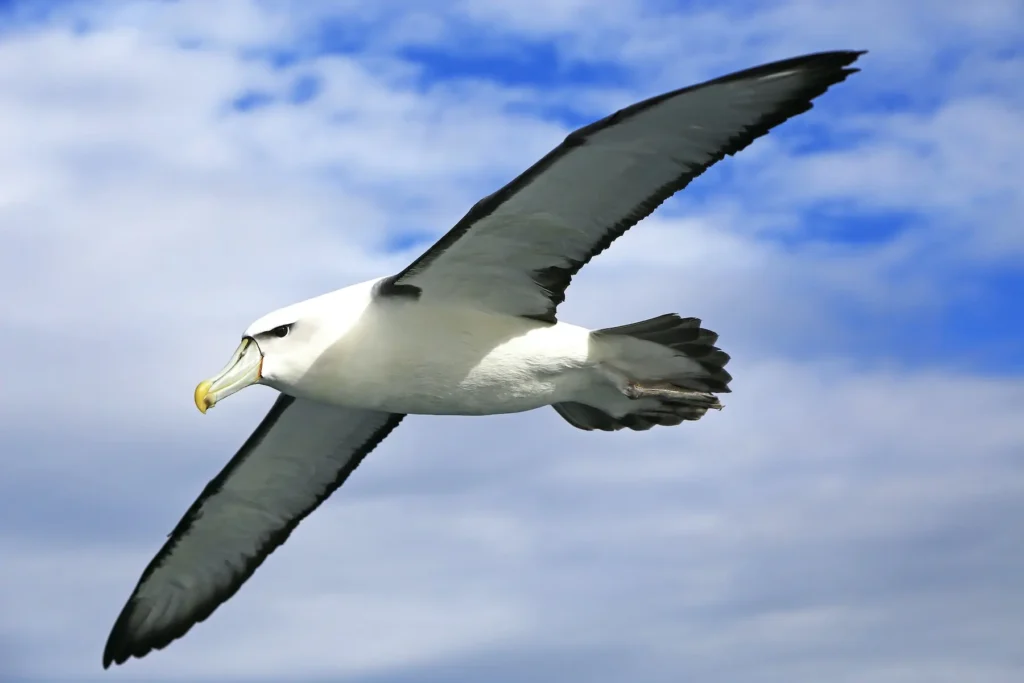 What Can the Albatross Teach Us About Divorce - Vacca Law