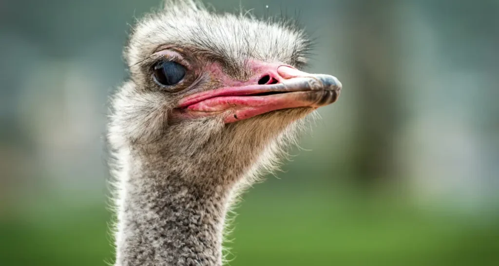 Lessons from the Ostrich in Divorce -Vacca Law