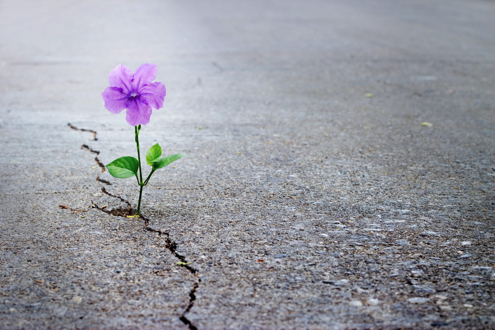 Positive Psychology in Divorce – Part 3 – Learning to Be Resilient
