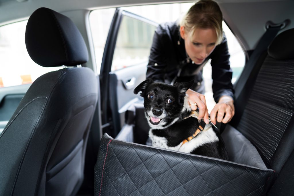 The Family Pet: Sharing Custody After Your Divorce